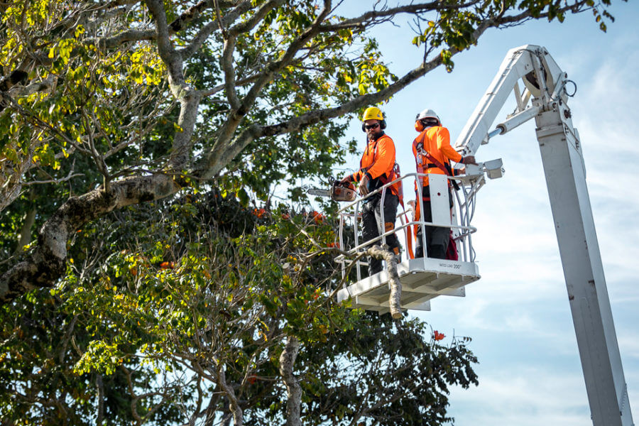 About Independent Tree Service