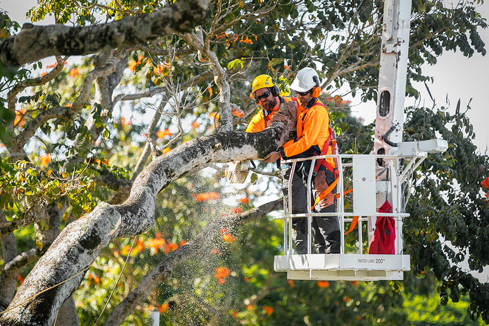 Tree Mulching Ipswich